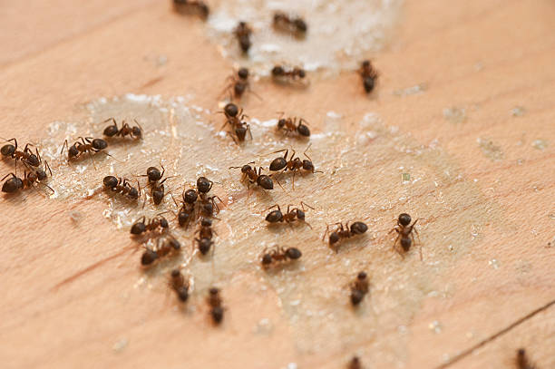 Best Ant Control Services  in New Albany, MS